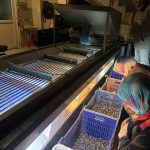 Marketlerde 500 lira, burada sadece 160 lira: Hasat sona erdi, fabrikalarda işleniyor!