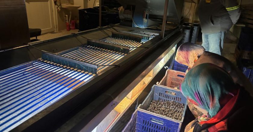 Marketlerde 500 lira, burada sadece 160 lira: Hasat sona erdi, fabrikalarda işleniyor!